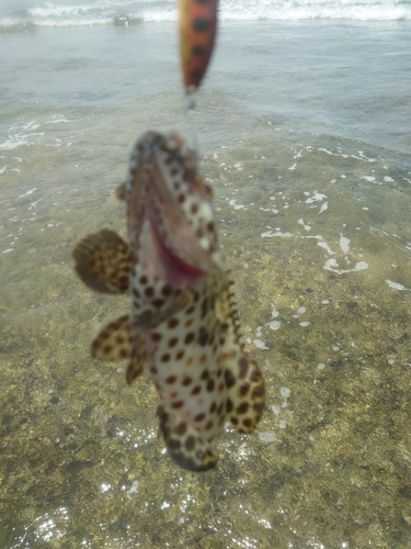 イシミーバイの釣果