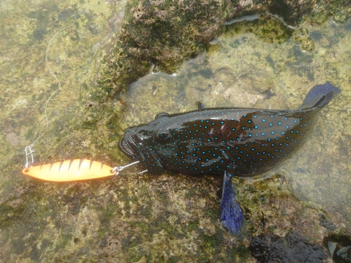 アオノメハタの釣果