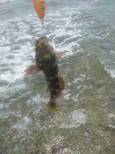 イソゴンベの釣果