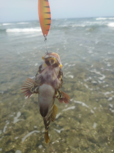 イソゴンベの釣果