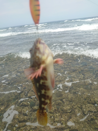 イソゴンベの釣果