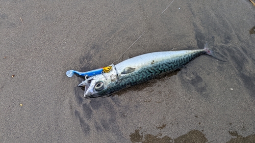 サバの釣果