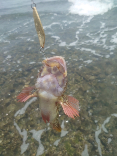 イソゴンベの釣果