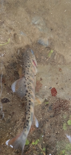 アマゴの釣果