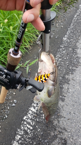 ナマズの釣果