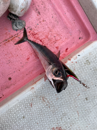 サバの釣果