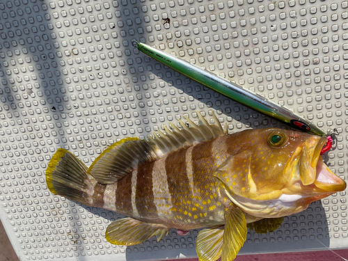 アオハタの釣果