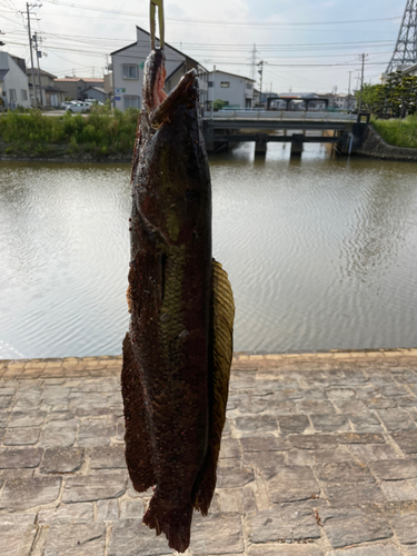 ライギョの釣果