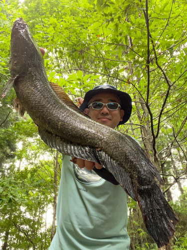 ライギョの釣果