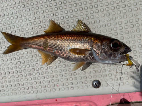 クロムツの釣果