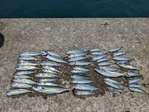 サバの釣果