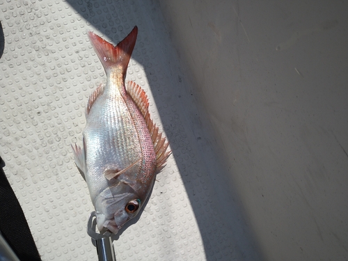 マダイの釣果