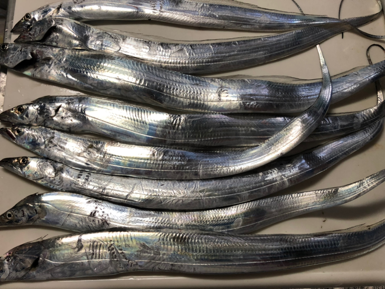 DAIWA 14アナリスター タチウオ ML-195の最安値・インプレ・釣果