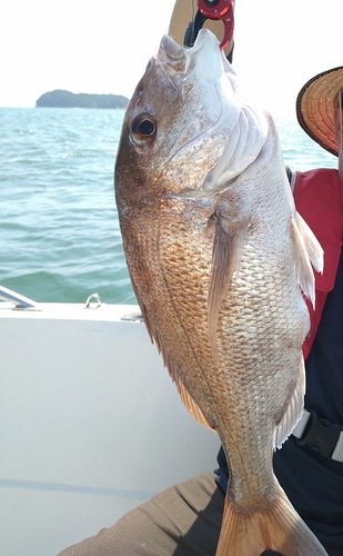 マダイの釣果