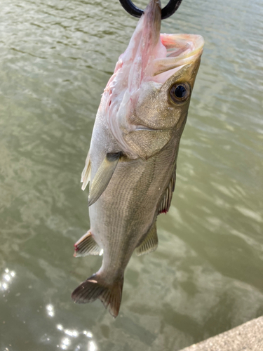 セイゴ（マルスズキ）の釣果