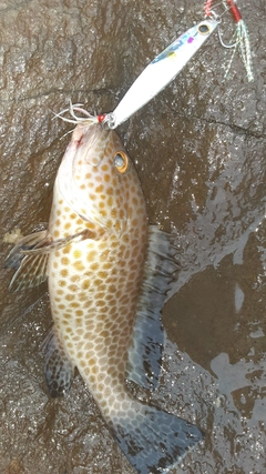 オオモンハタの釣果