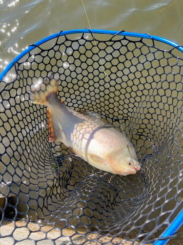 コロソマの釣果