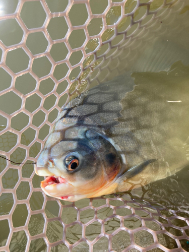 コロソマの釣果