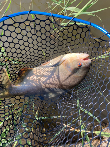 コロソマの釣果