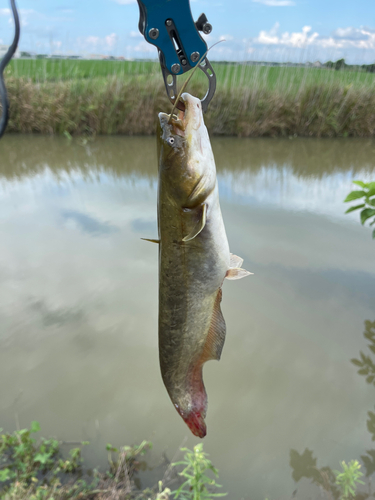 ナマズの釣果