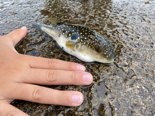 クサフグの釣果