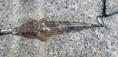 マゴチの釣果