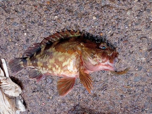 カサゴの釣果