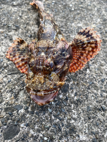 オニカサゴの釣果