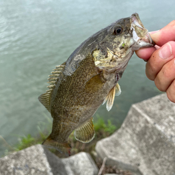 スモールマウスバス