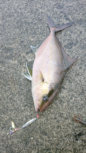 ヒレナガカンパチの釣果