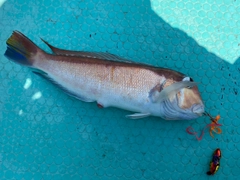 アマダイの釣果