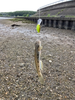 マハゼの釣果