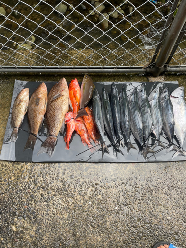 カツオの釣果