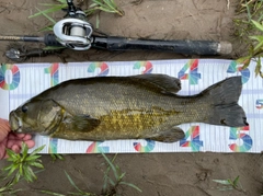 スモールマウスバスの釣果