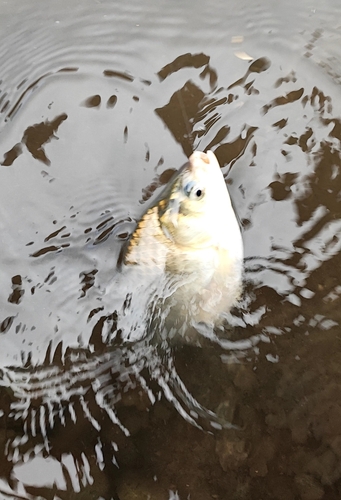 ヘラブナの釣果