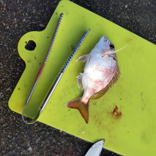 チャリコの釣果