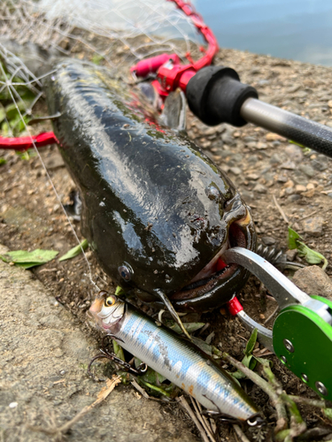 ナマズの釣果