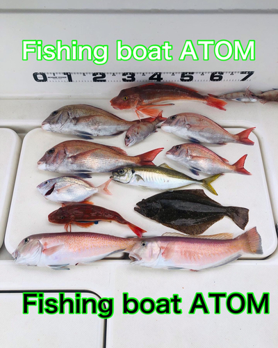 アマダイの釣果