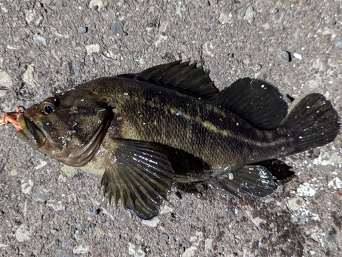 シマソイの釣果