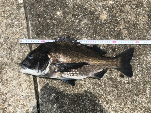 チヌの釣果