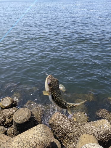 フグの釣果