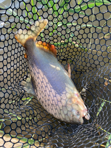 コロソマの釣果