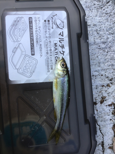 カワムツの釣果