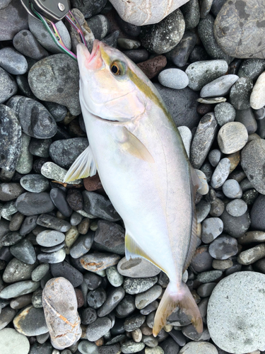 ショゴの釣果