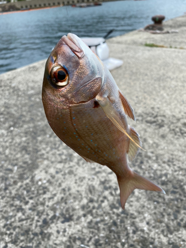 タイの釣果