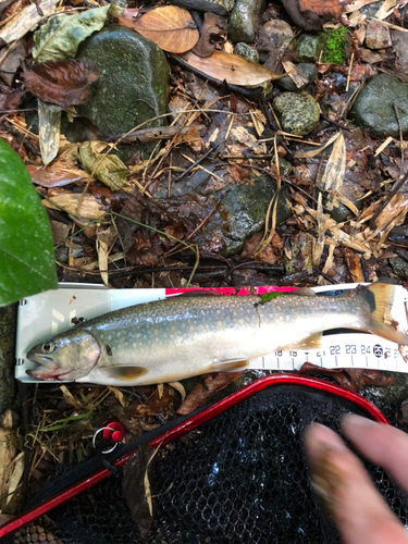 イワナの釣果