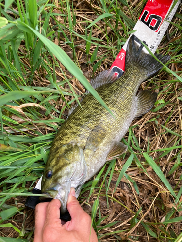 スモールマウスバスの釣果