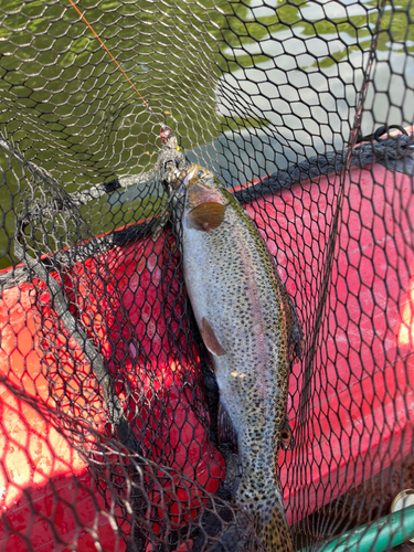 ニジマスの釣果