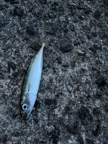 サバの釣果