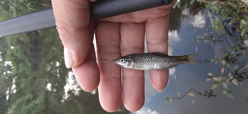 モロコの釣果